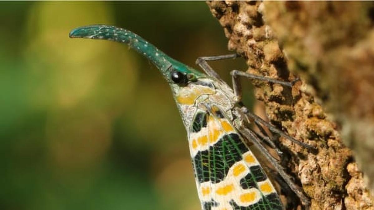 Kaziranga records 283 species of native insects, spiders